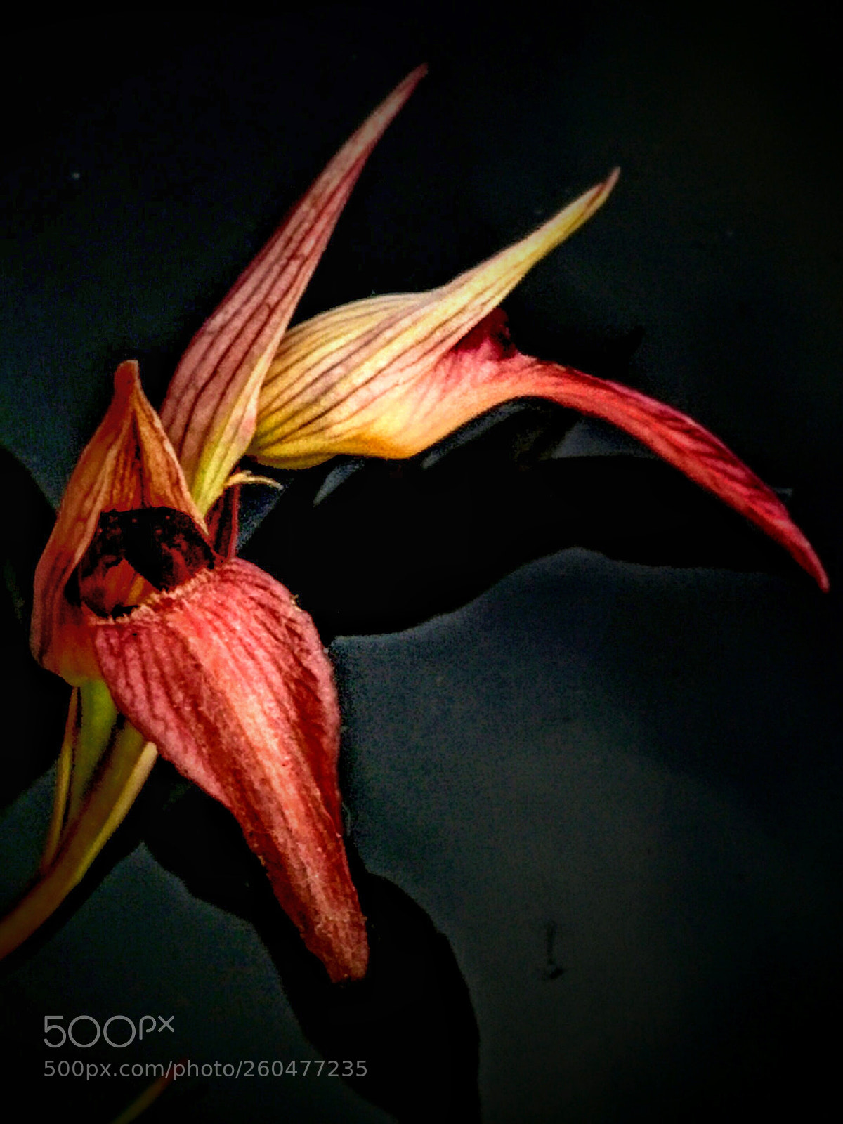 LG Nexus 5 sample photo. Aeginetia indica? photography