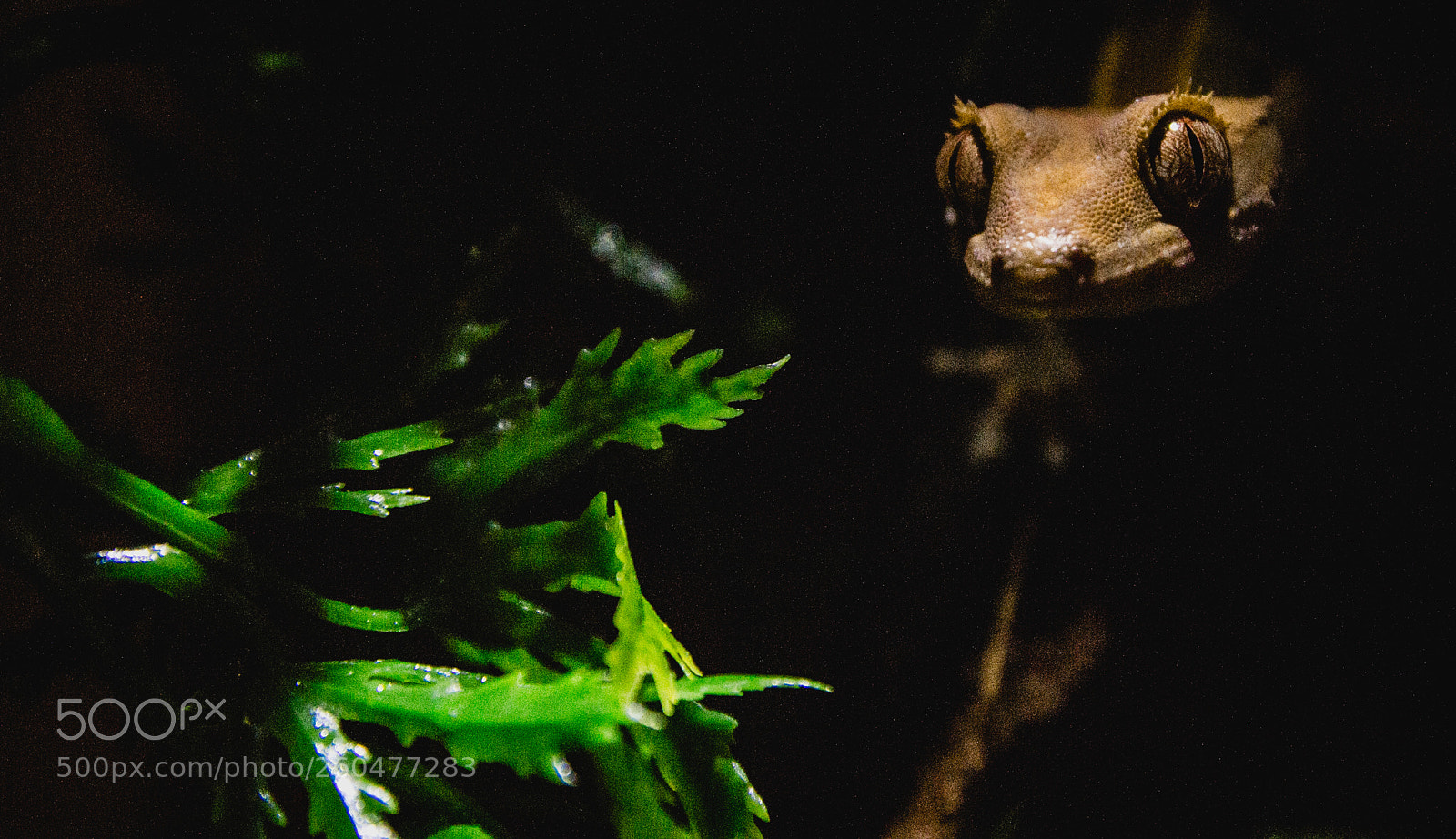 Canon EOS 700D (EOS Rebel T5i / EOS Kiss X7i) sample photo. Gecko photography