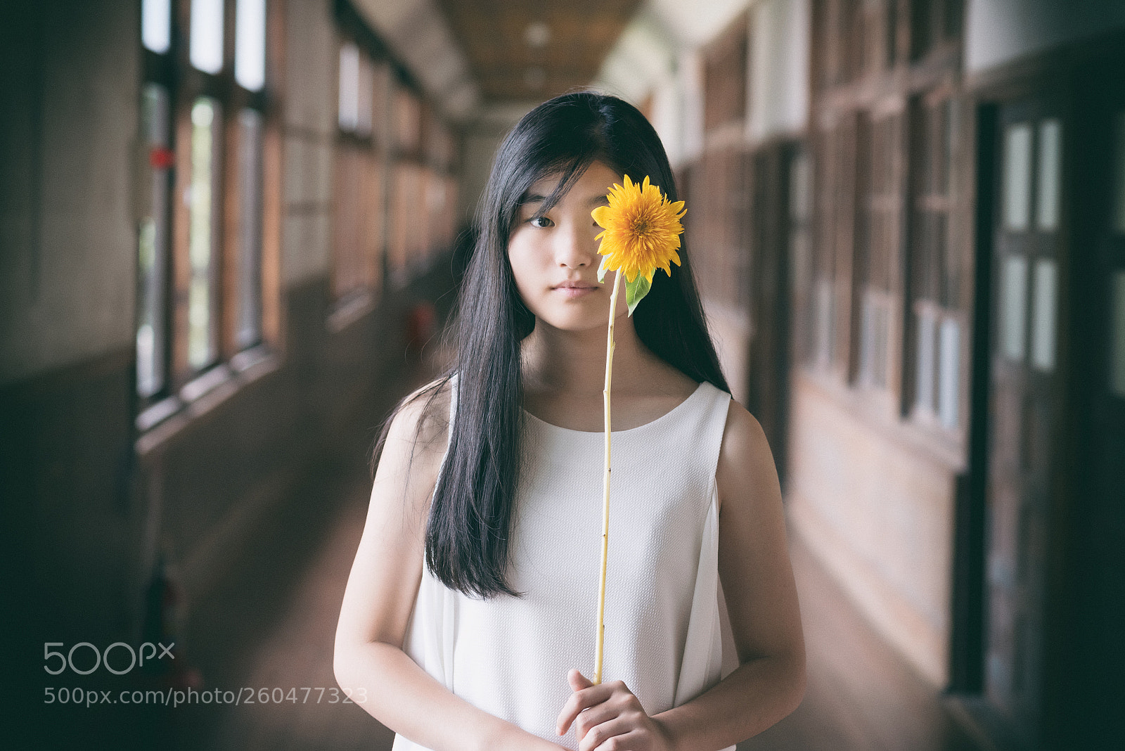 Nikon D750 sample photo. Sunflower photography