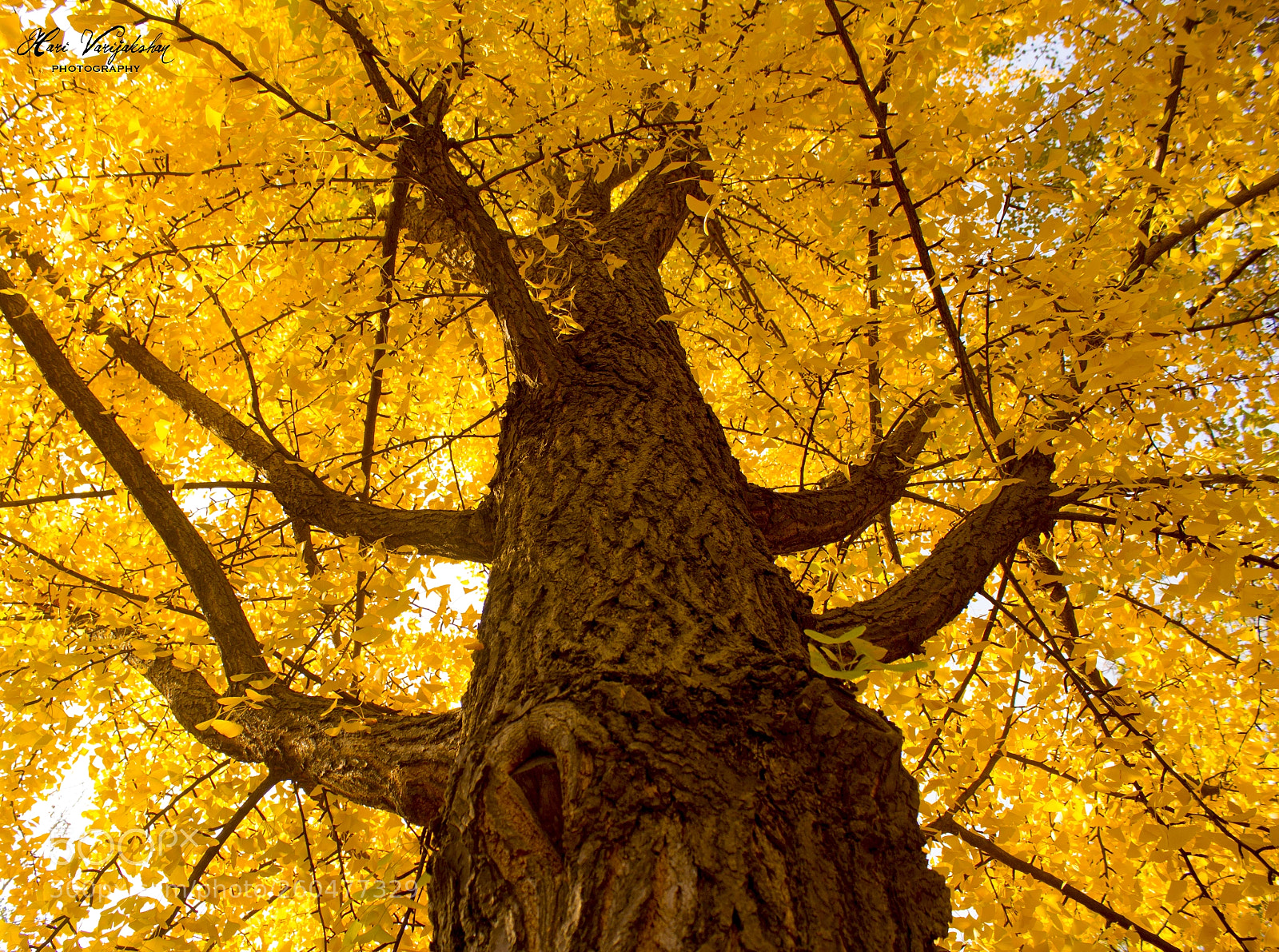 Canon EOS 650D (EOS Rebel T4i / EOS Kiss X6i) sample photo. Palace tree,seoul, korea. photography