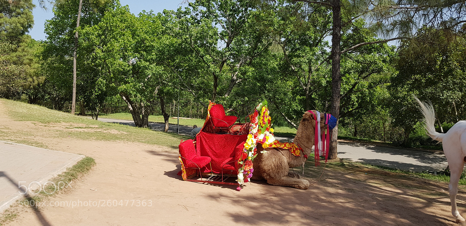 Samsung Galaxy S8+ sample photo. Camels photography