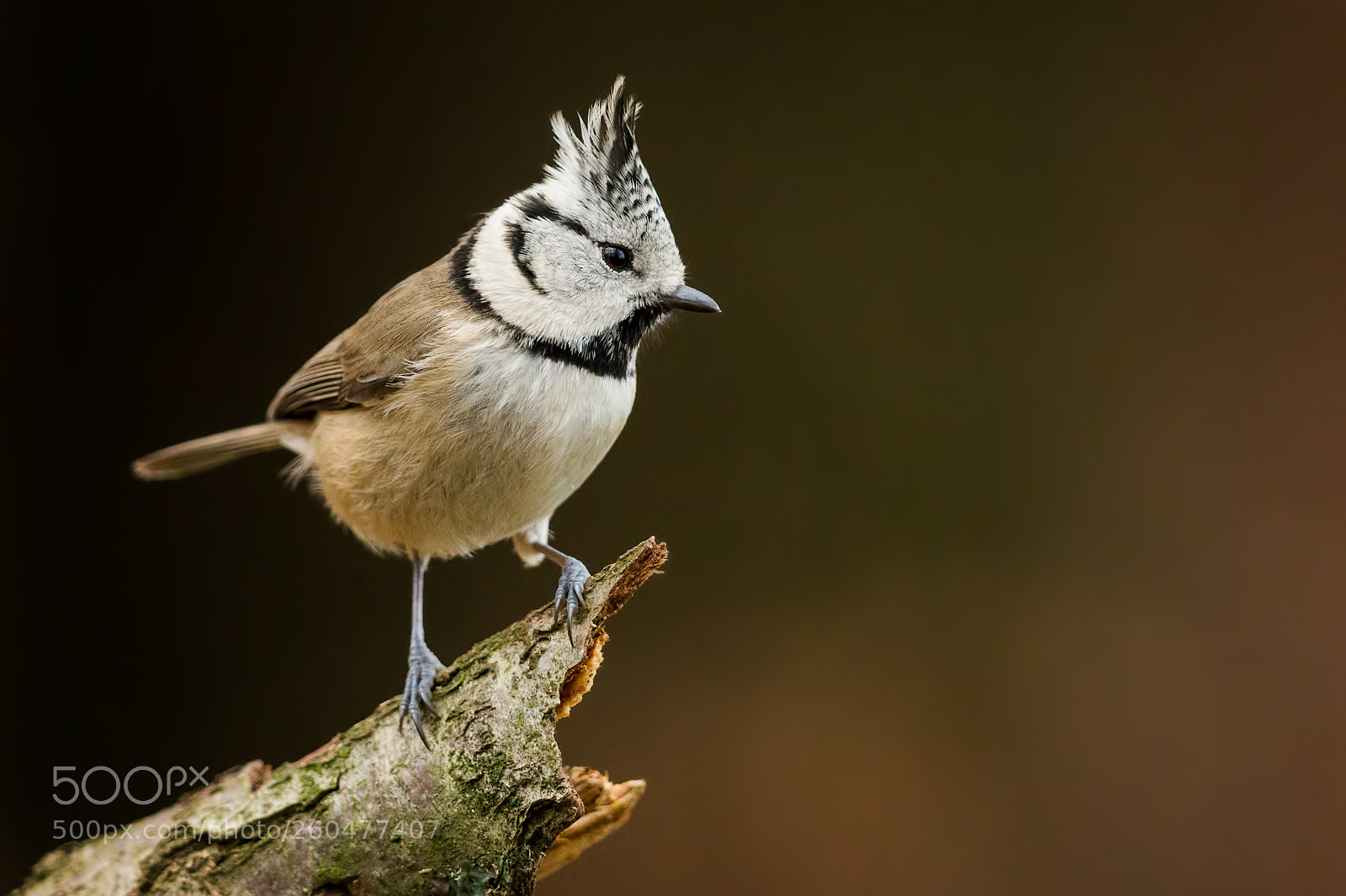 Canon EOS-1D X sample photo. The crested tit photography