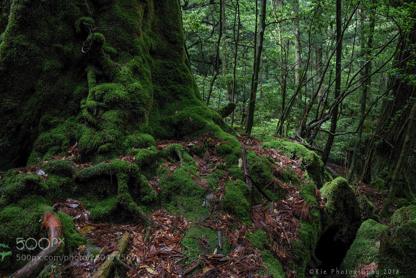 Pentax K-1 sample photo. Untitled photography