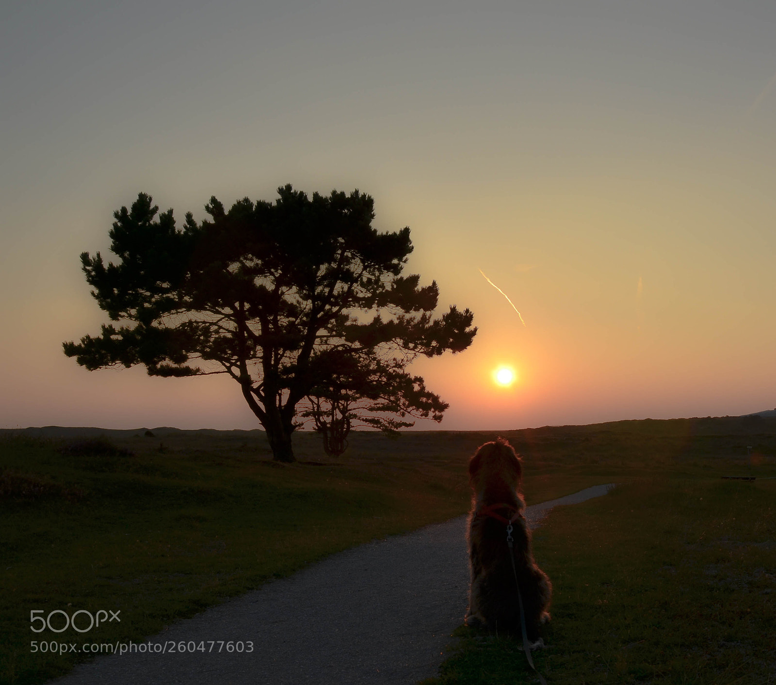 Nikon D5100 sample photo. Rocko looks at sunset ! photography