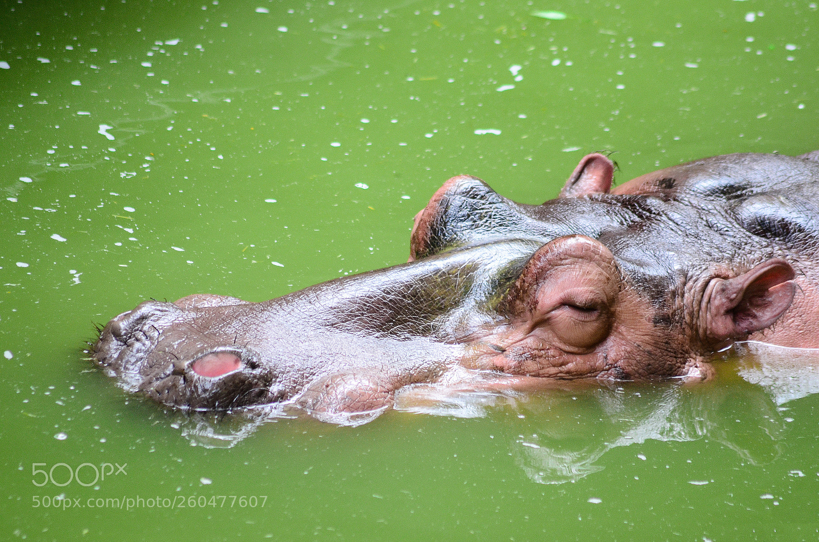 Nikon D5100 sample photo. Sleeping hippo! photography