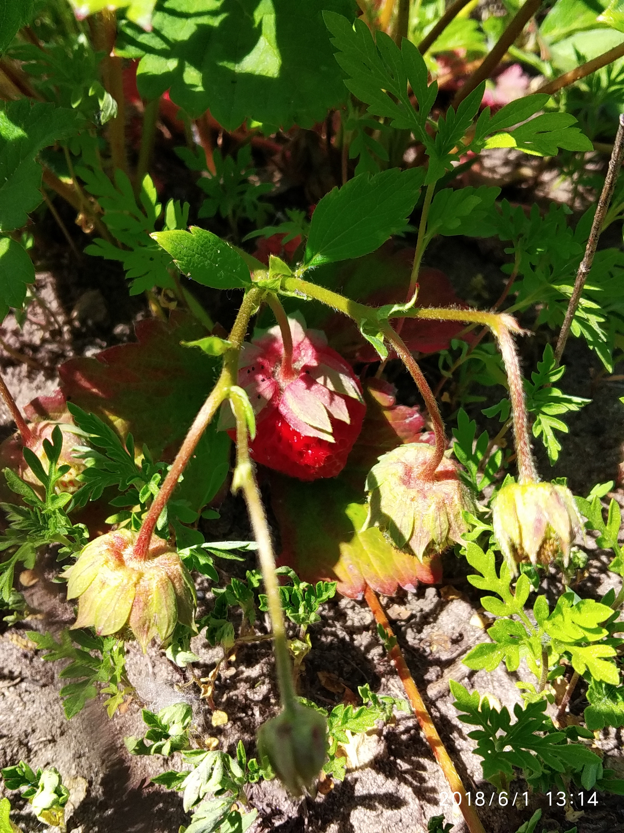 Xiaomi Redmi S2 sample photo