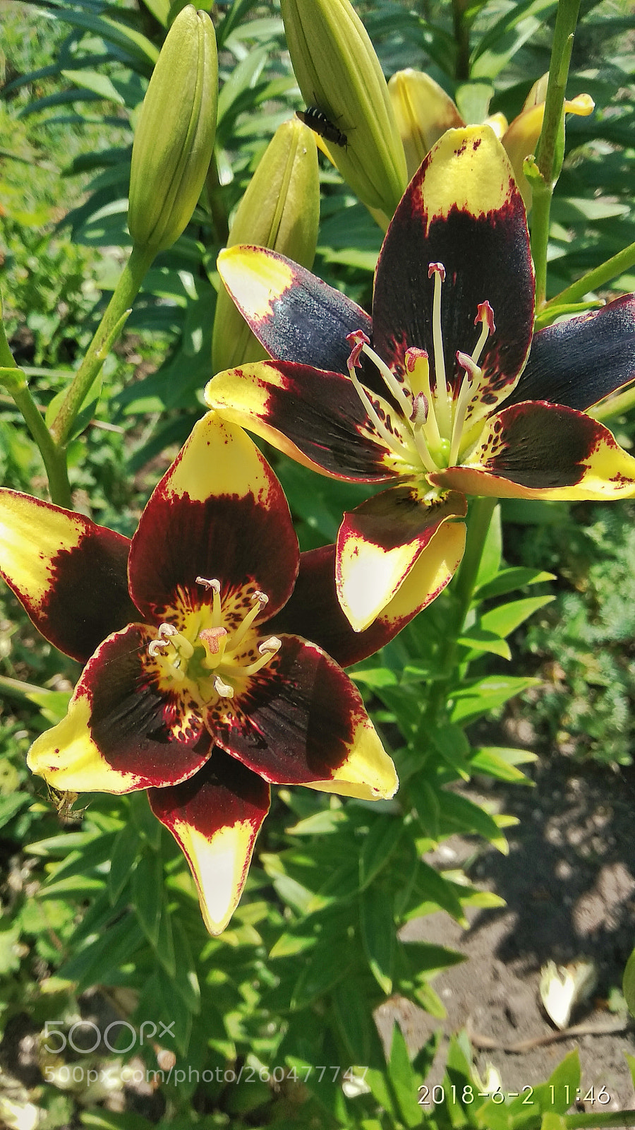 Xiaomi Redmi Note 4 sample photo. Lilium photography