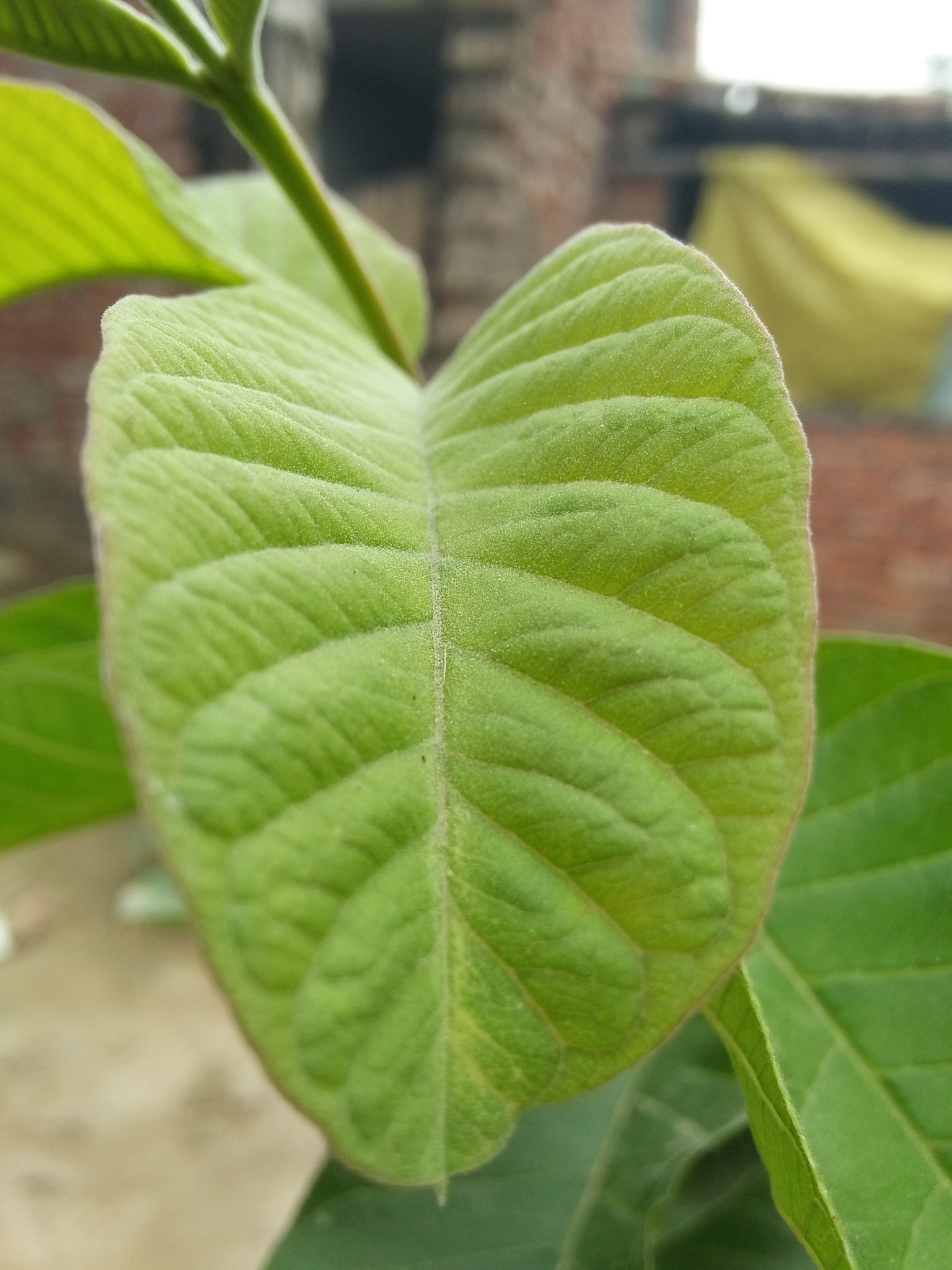 OPPO A37fw-International sample photo. Guava leaf photography