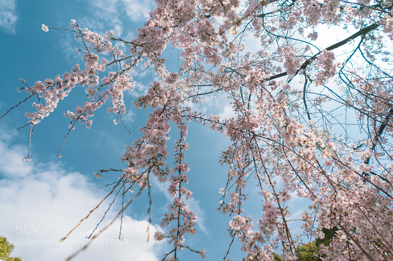 Sony a7 sample photo. Tokyo snap-0004 photography