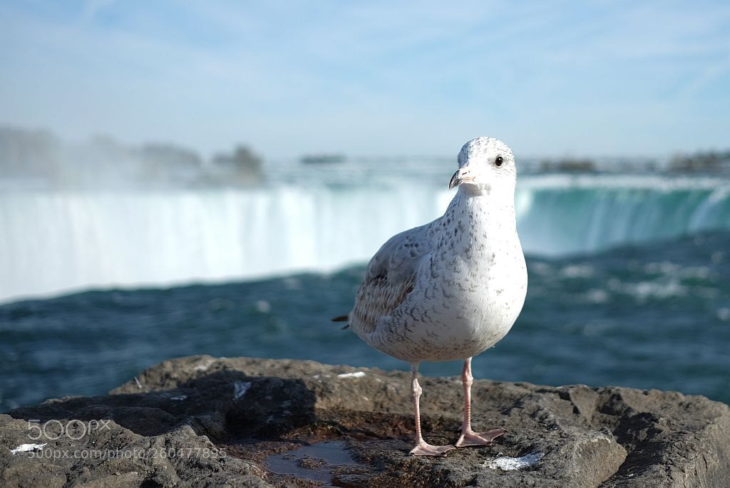 Fujifilm X-T1 sample photo. Niagara falls photography