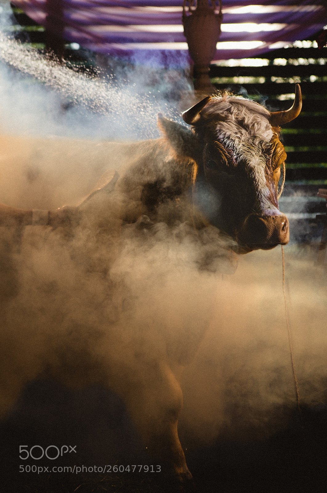 Canon EOS 5D Mark IV sample photo. Adv with cow photography
