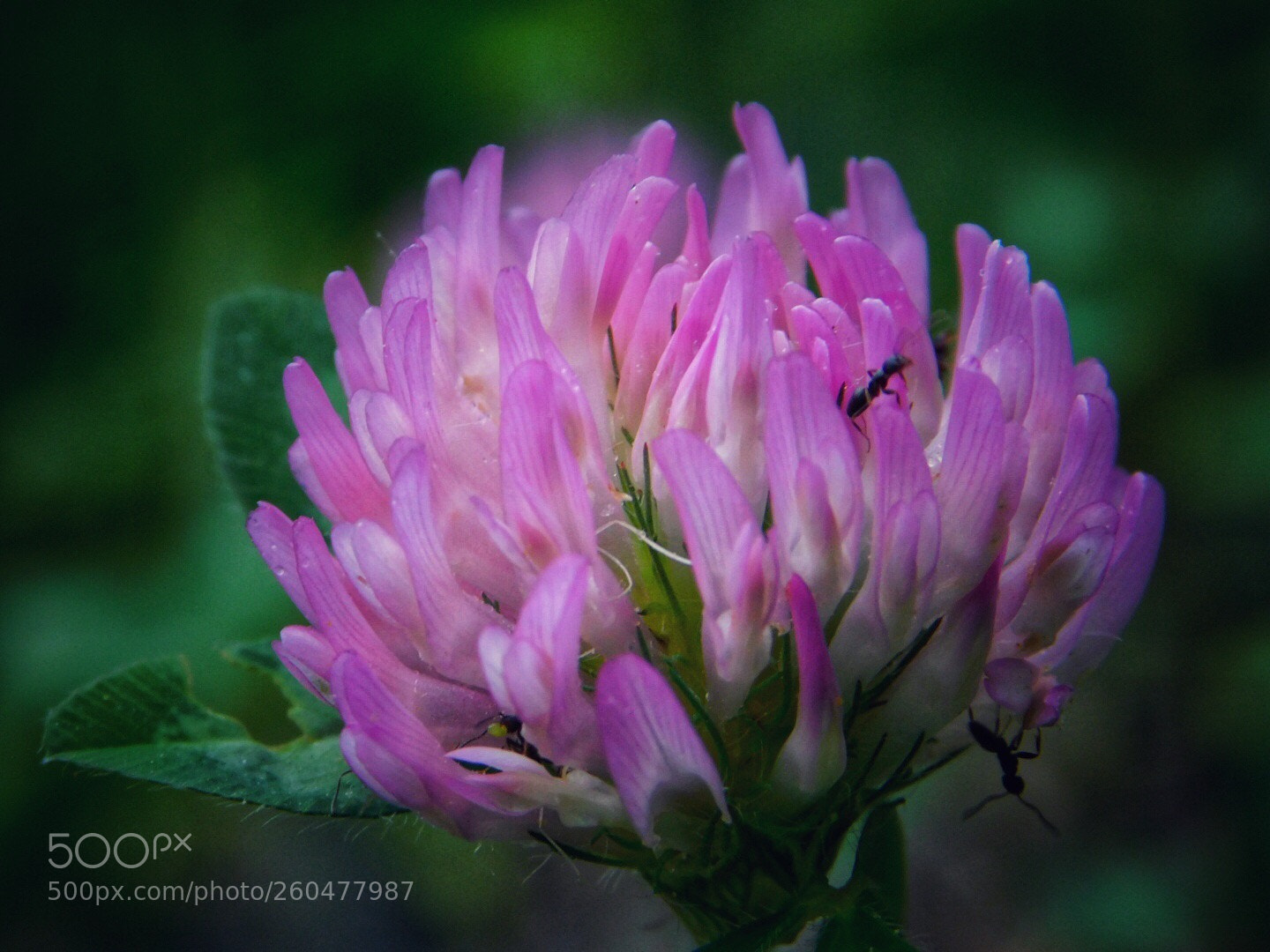 Nikon Coolpix B500 sample photo. Ants on clover photography