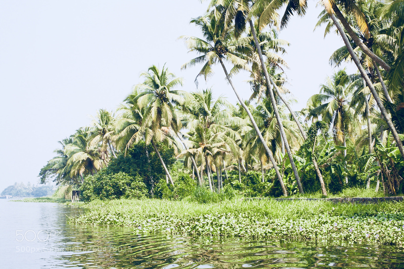 Canon EOS 1000D (EOS Digital Rebel XS / EOS Kiss F) sample photo. Kerala -gods own country  photography