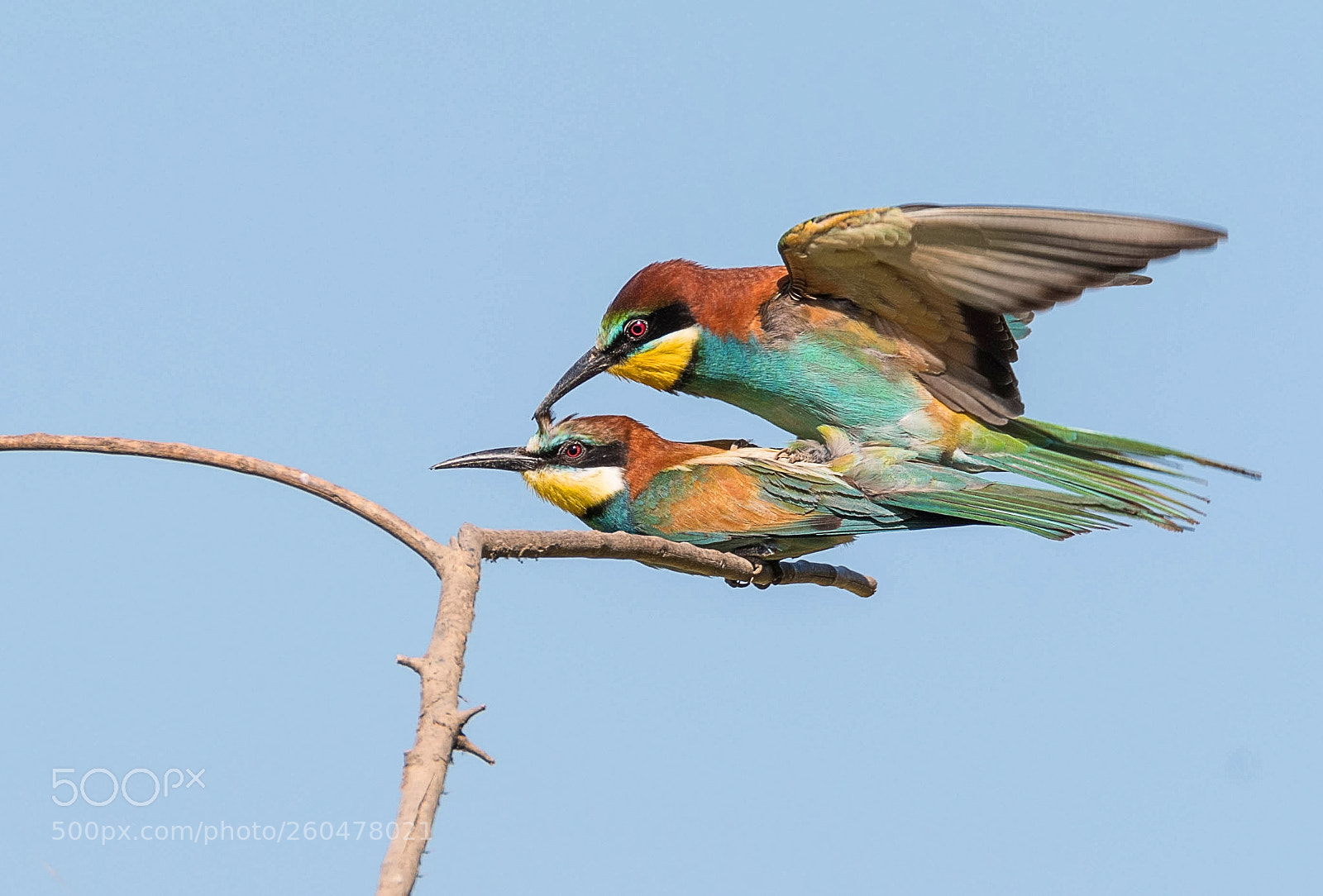 Nikon D500 sample photo. Mating bee-eaters photography