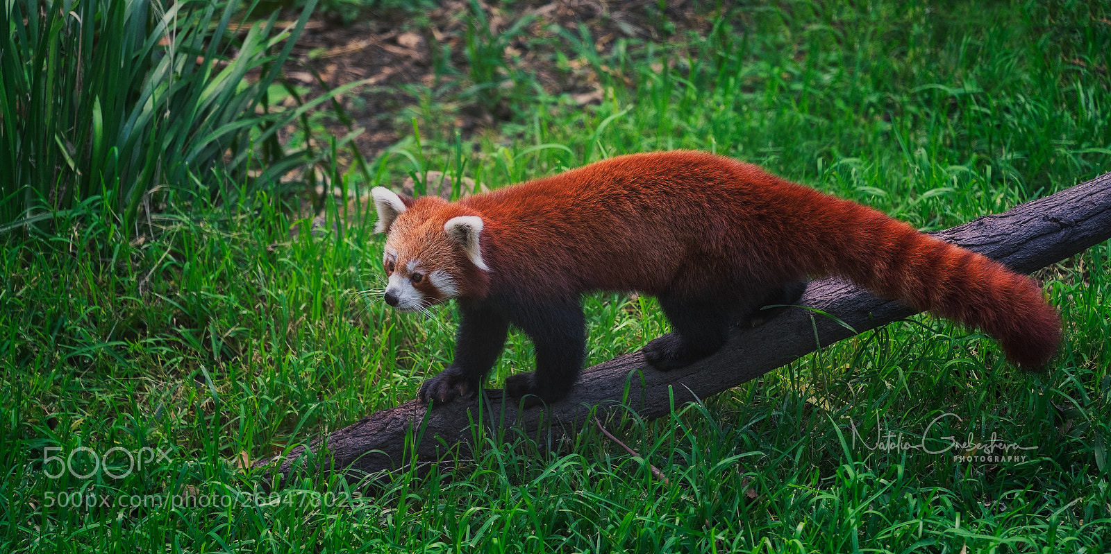 Sony a9 sample photo. Red panda photography
