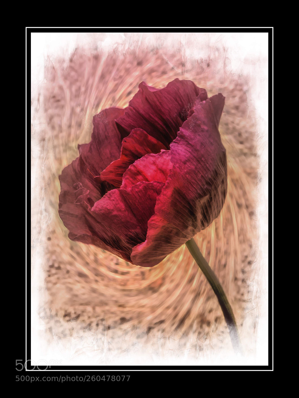 Nikon D7100 sample photo. Poppy magic an abstract photography