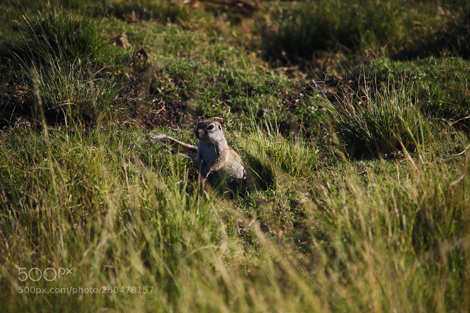 Canon EOS 600D (Rebel EOS T3i / EOS Kiss X5) sample photo. Ground squirrel photography