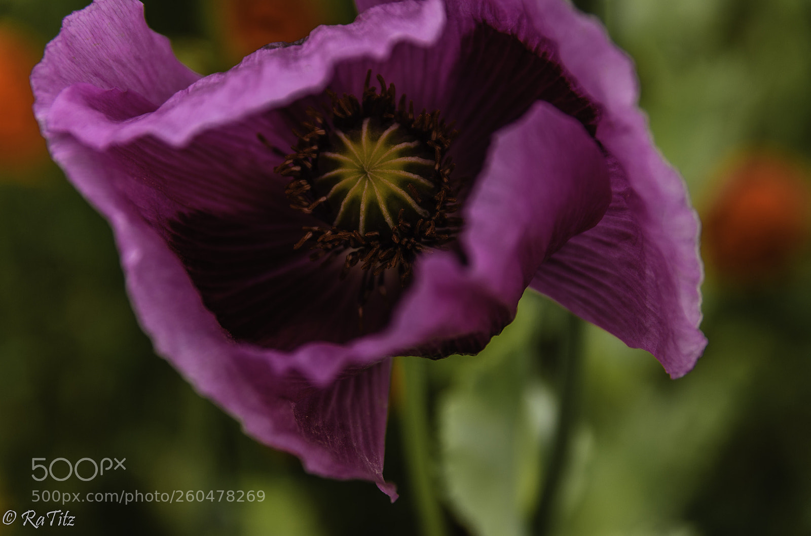Nikon D7000 sample photo. Purple poppy photography