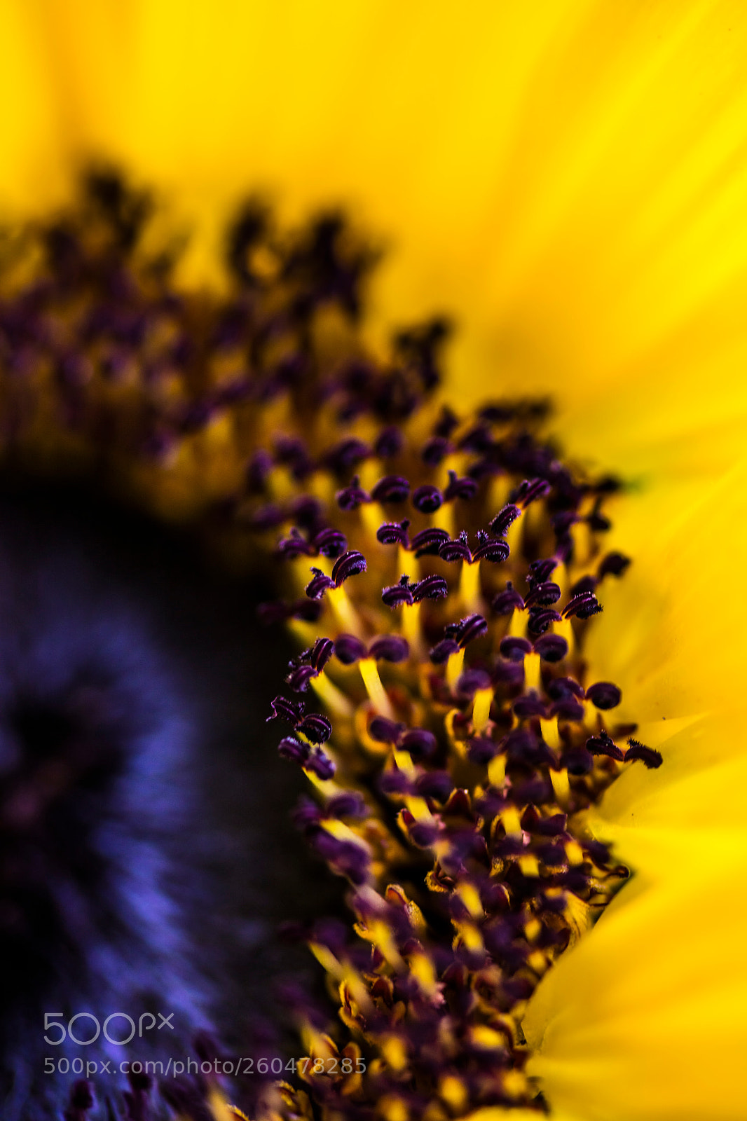 Canon EOS 5DS sample photo. Sunflower photography
