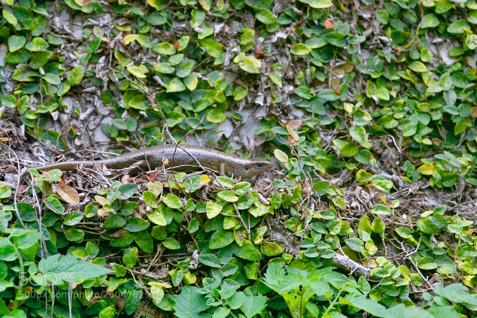 Nikon D3100 sample photo. Dsc photography