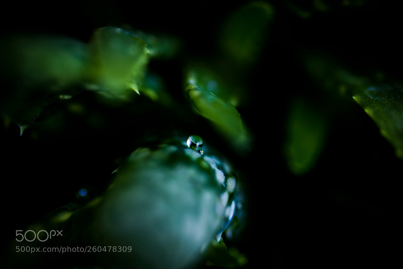 Canon EOS 5DS sample photo. Fresh aloe vera photography
