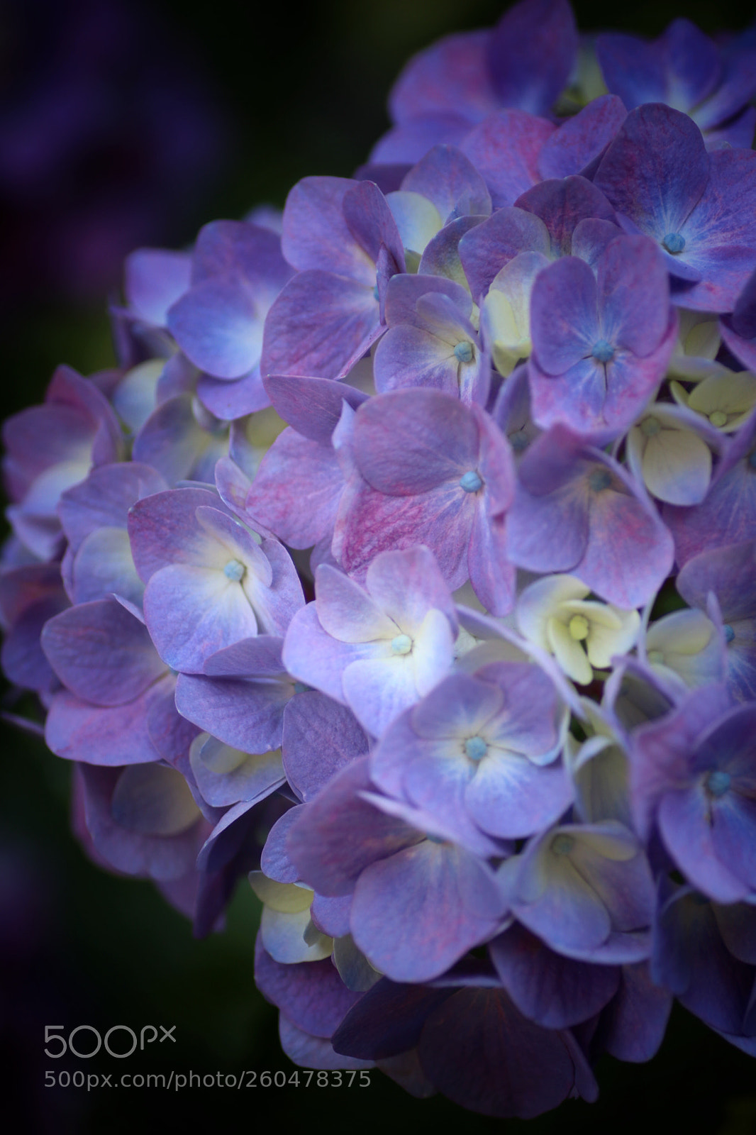 Canon EOS 80D sample photo. Untitled photography