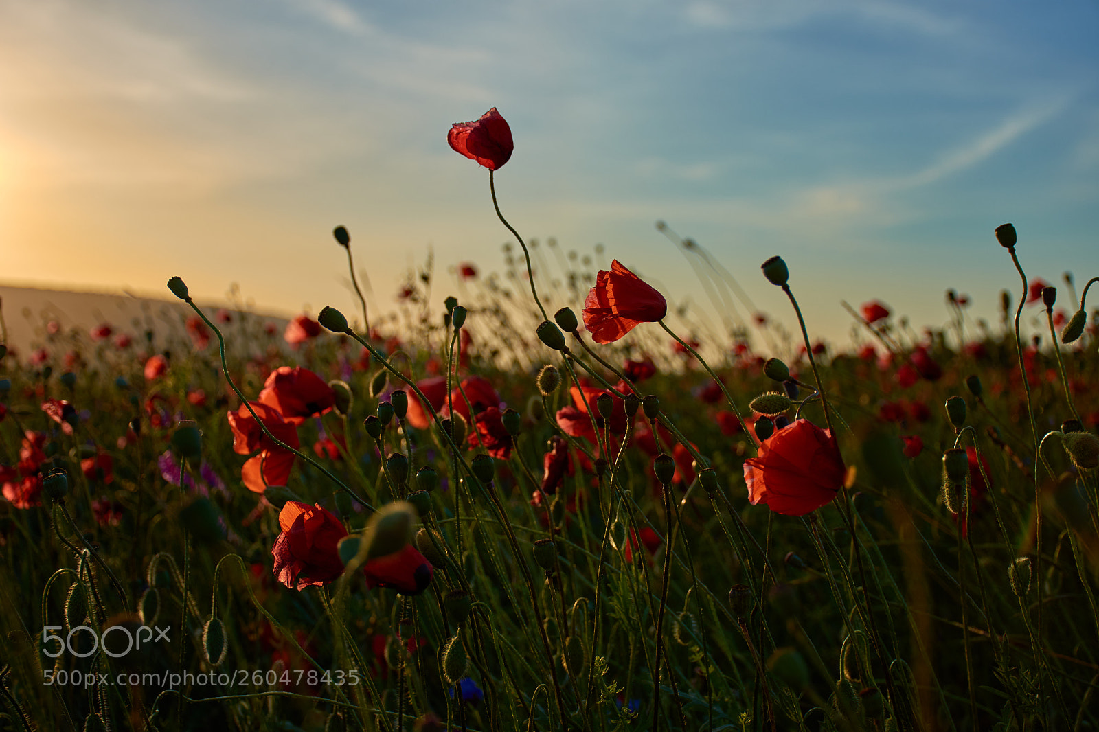 Nikon D7200 sample photo. Poppies photography