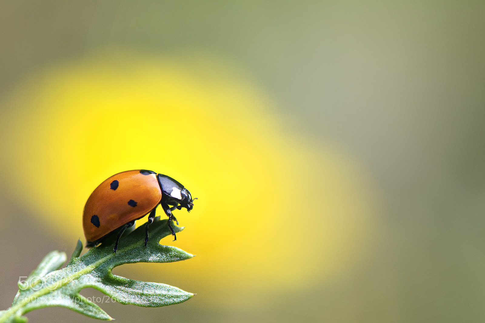 Nikon D7100 sample photo. Rehovot, israel photography