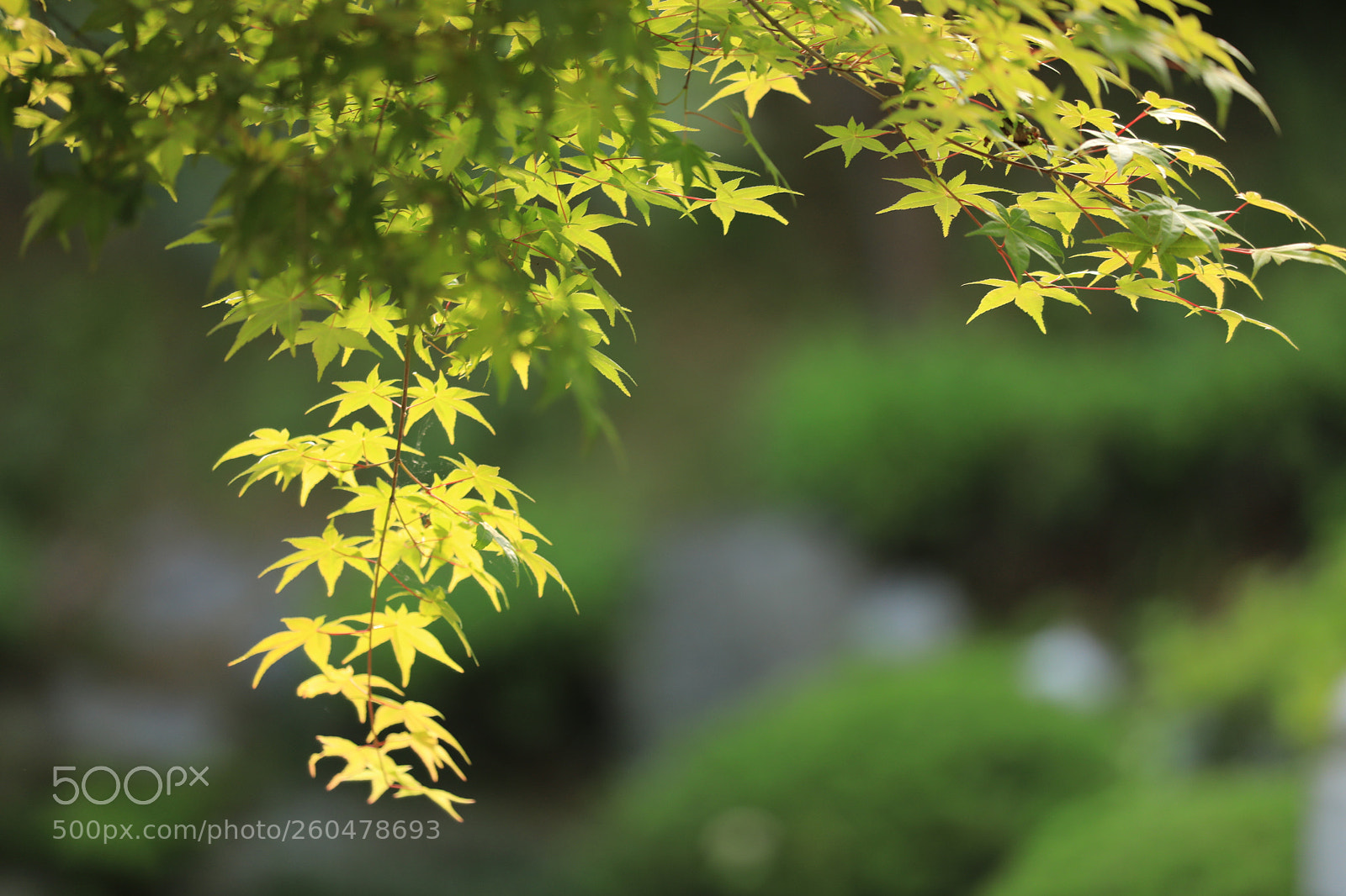 Canon EOS 5D Mark IV sample photo. Green maple photography