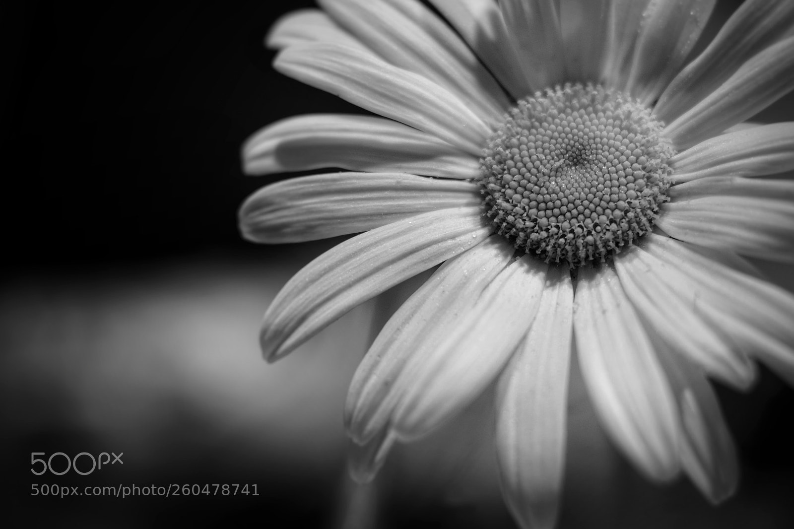 Nikon D3300 sample photo. Flower 35 mm photography