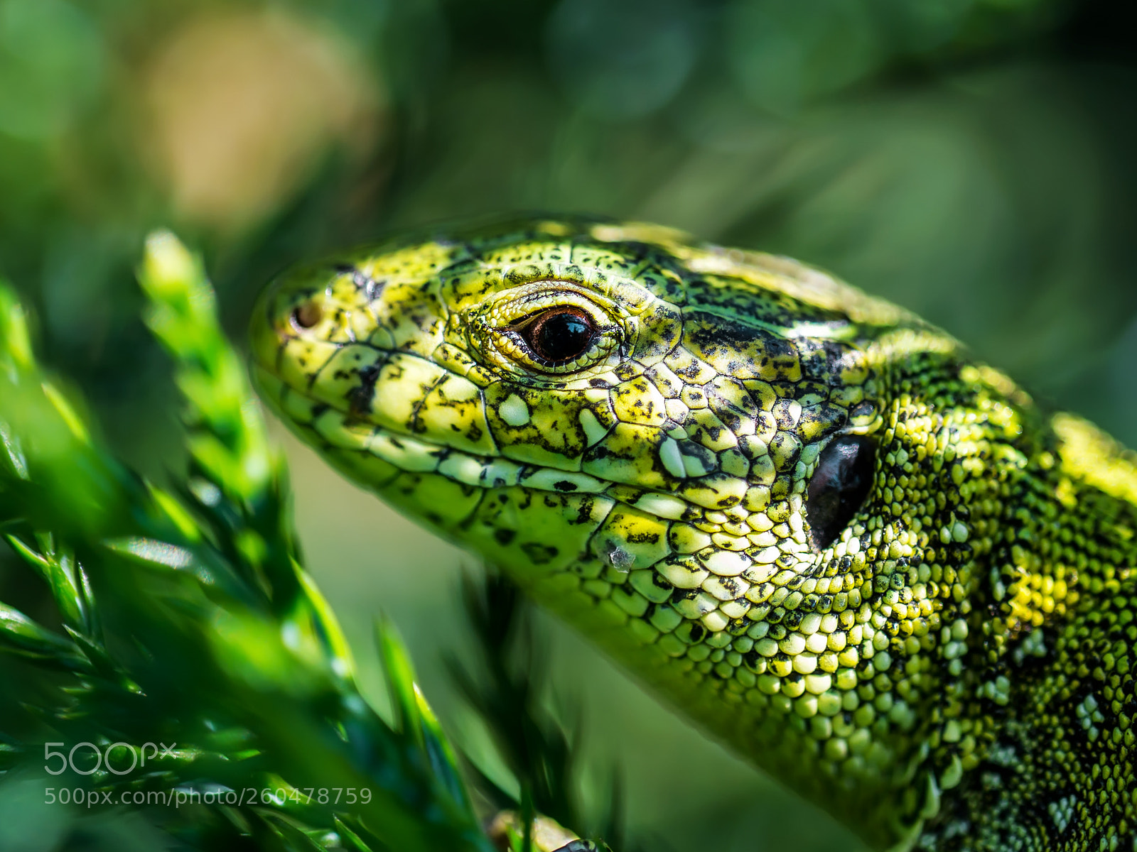 Nikon D800 sample photo. Male lacerta agilis sand photography