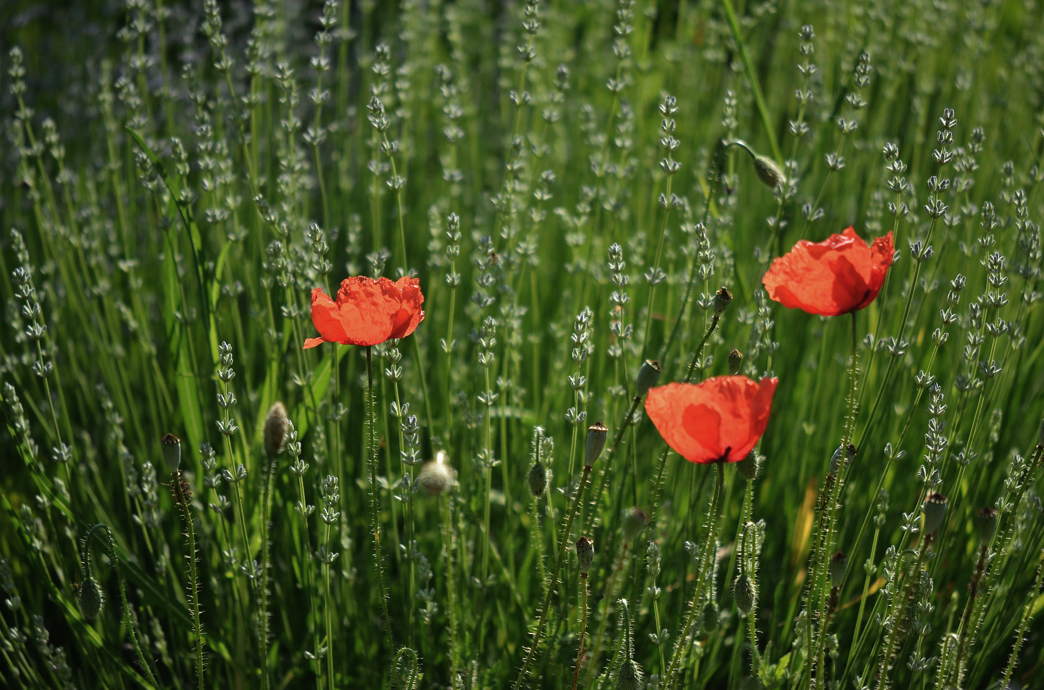 Nikon AF-S DX Micro-Nikkor 85mm F3.5G ED VR sample photo. . photography