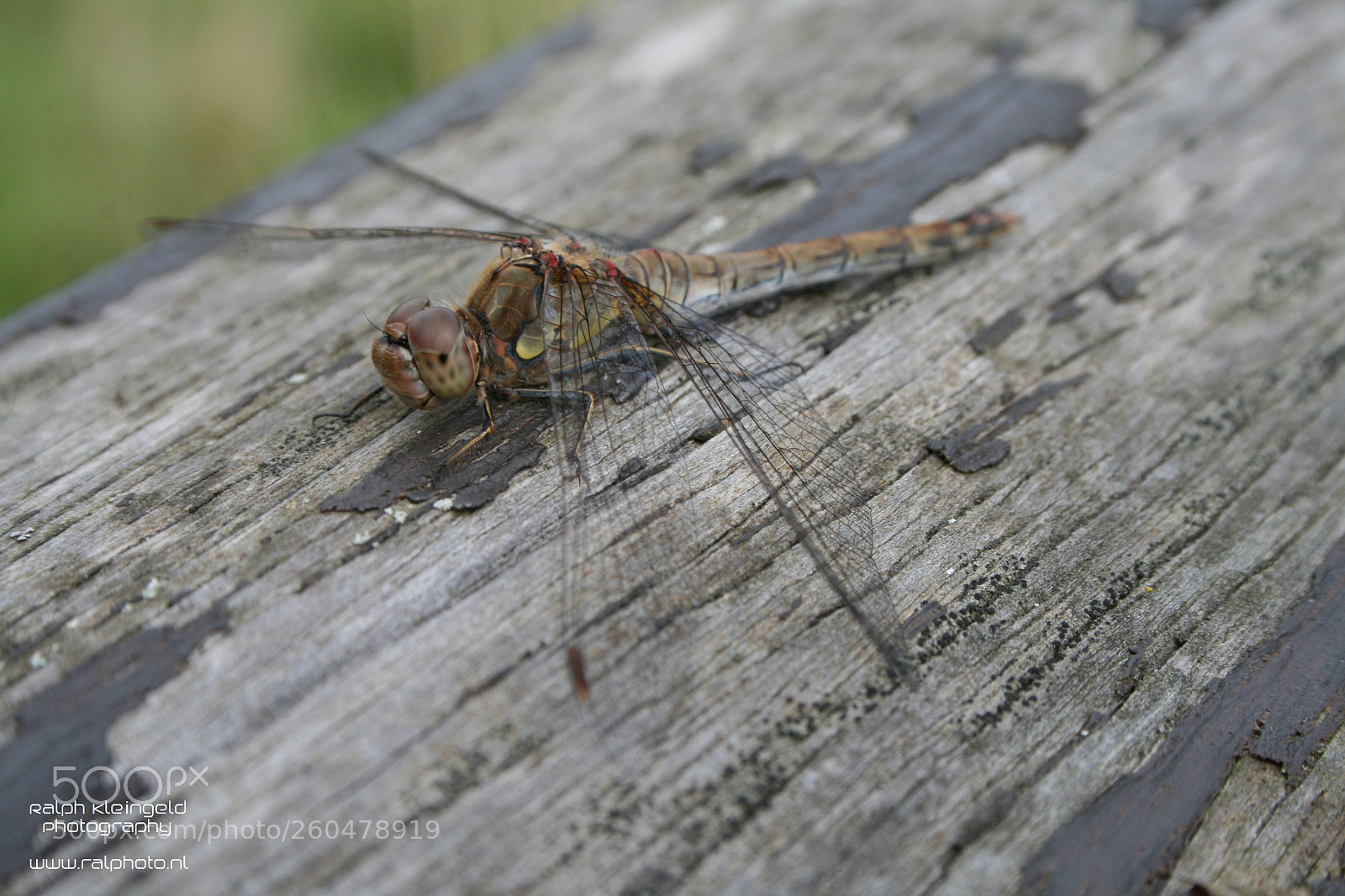 Canon EOS 400D (EOS Digital Rebel XTi / EOS Kiss Digital X) sample photo. Dragonfly photography