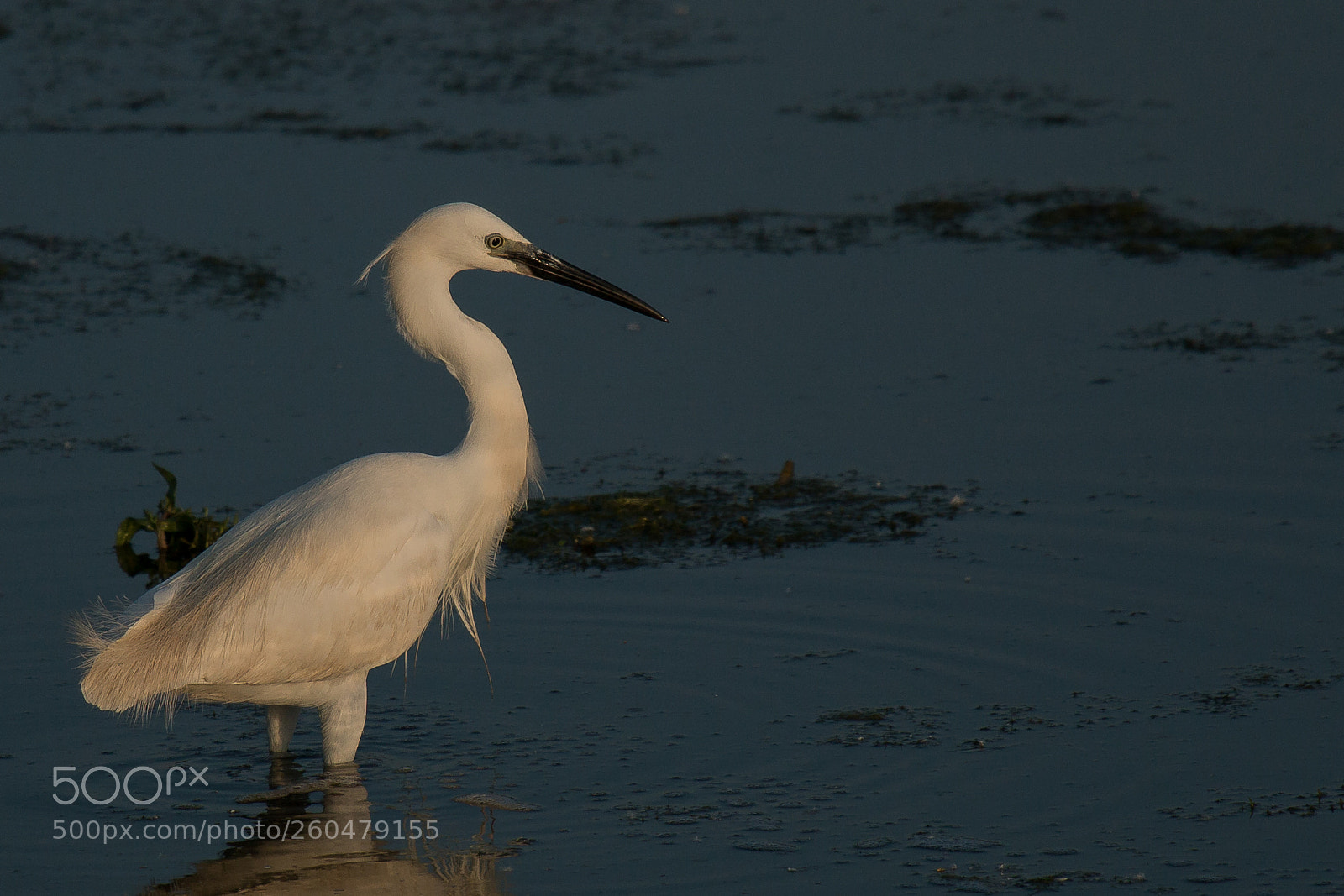 Canon EOS 70D sample photo. Egret photography
