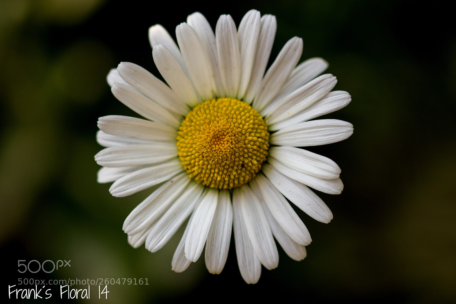 Canon EOS 550D (EOS Rebel T2i / EOS Kiss X4) sample photo. Wake me up.... photography