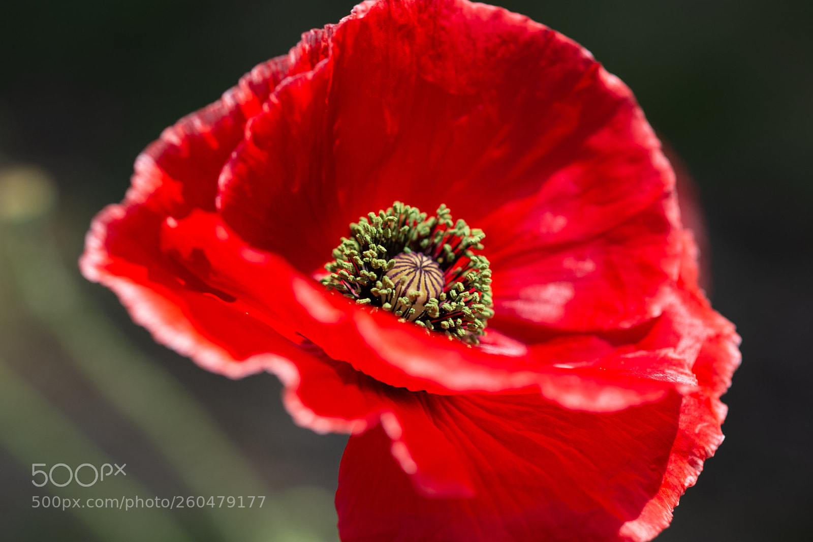 Nikon D7200 sample photo. Poppy photography