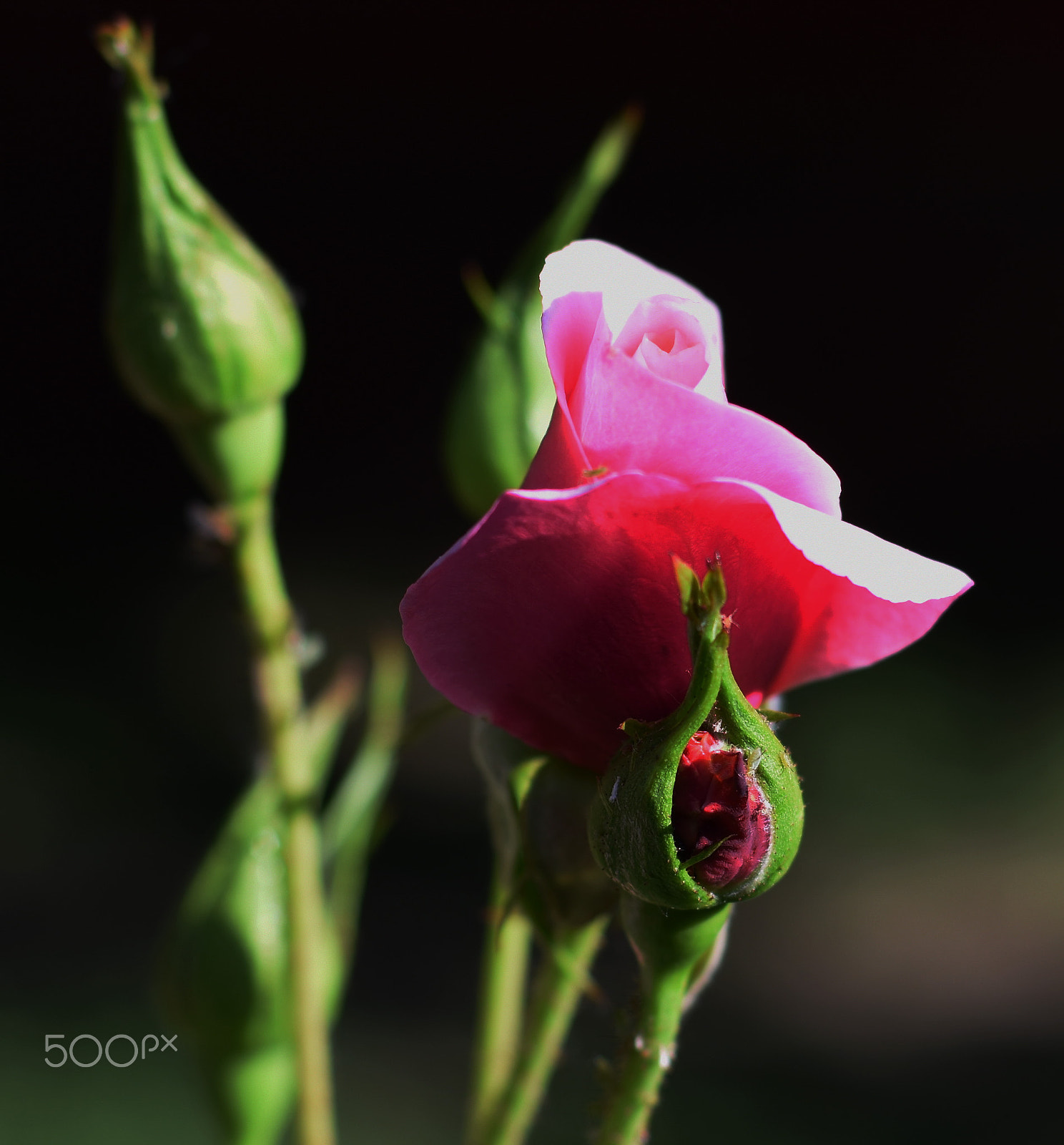 Nikon D7200 + Nikon AF-S Nikkor 50mm F1.8G sample photo. Rose in morning light photography