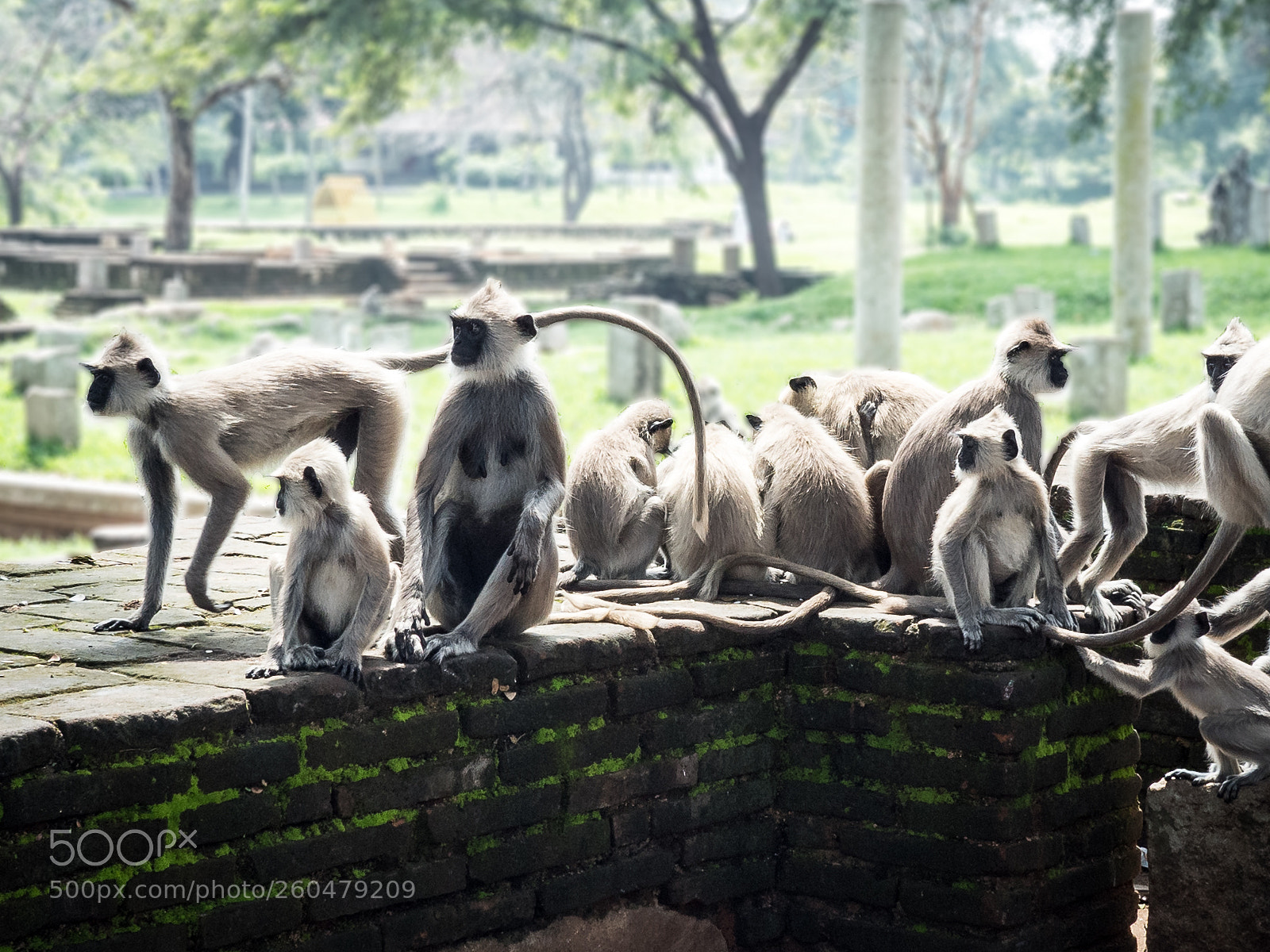 Olympus OM-D E-M5 II sample photo. Monkey's in sri lanka photography