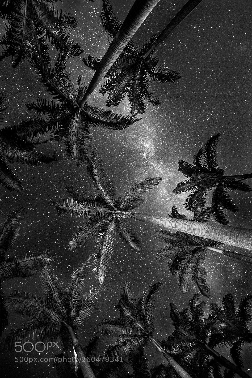 Nikon D800 sample photo. Palm trees and milkyway photography