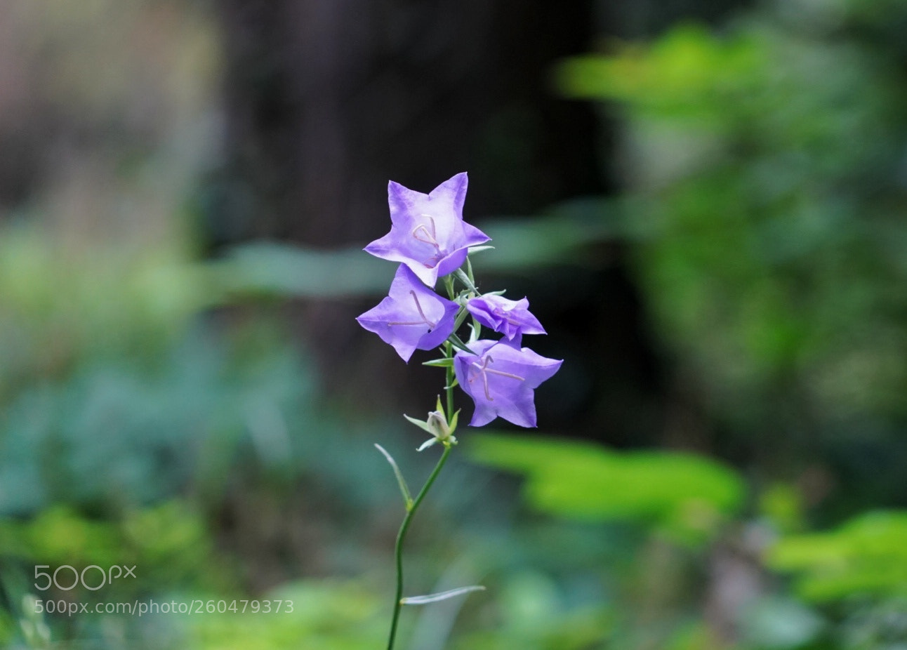 Sony a7 III sample photo. Flower photography