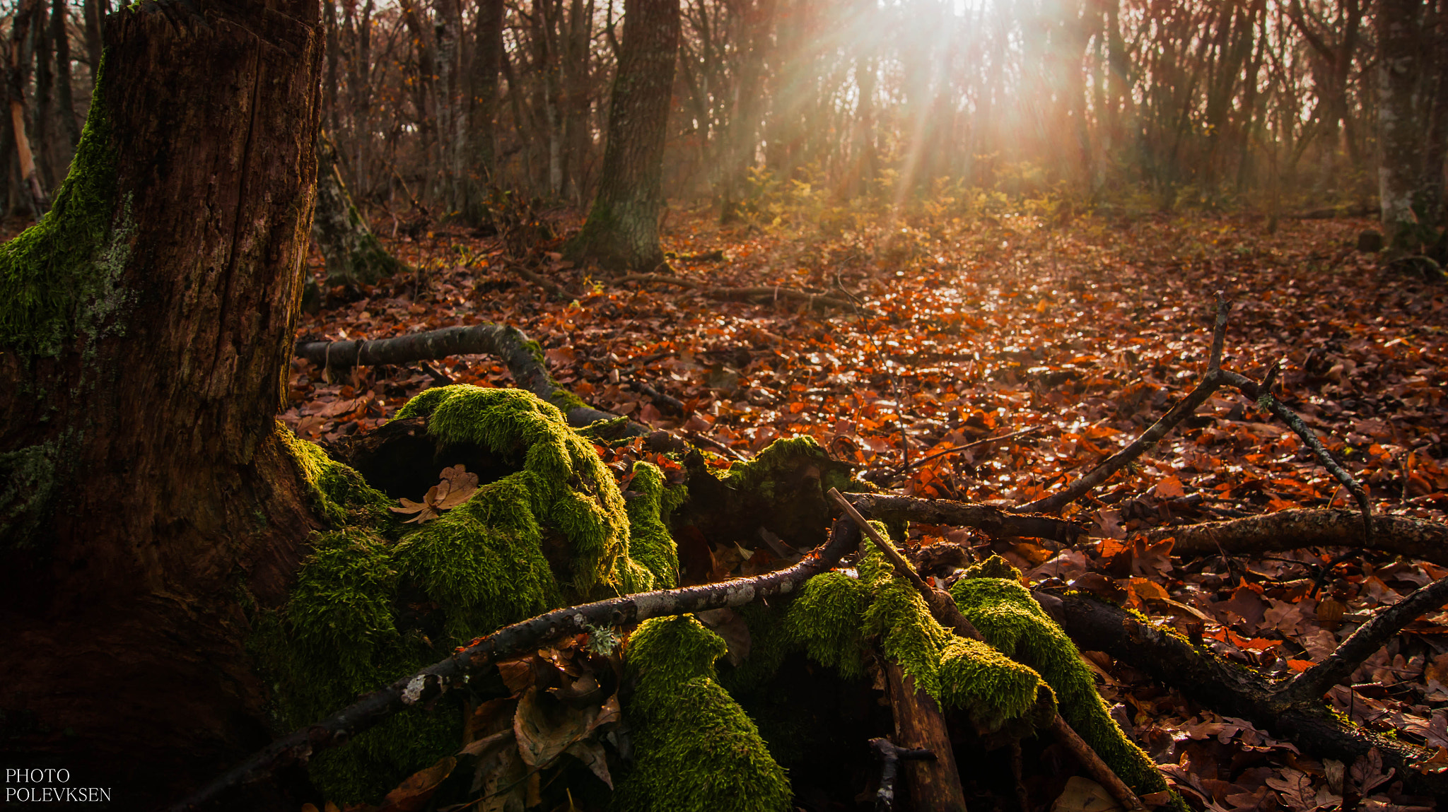 Sony Alpha DSLR-A380 sample photo. Таинственный Лес photography