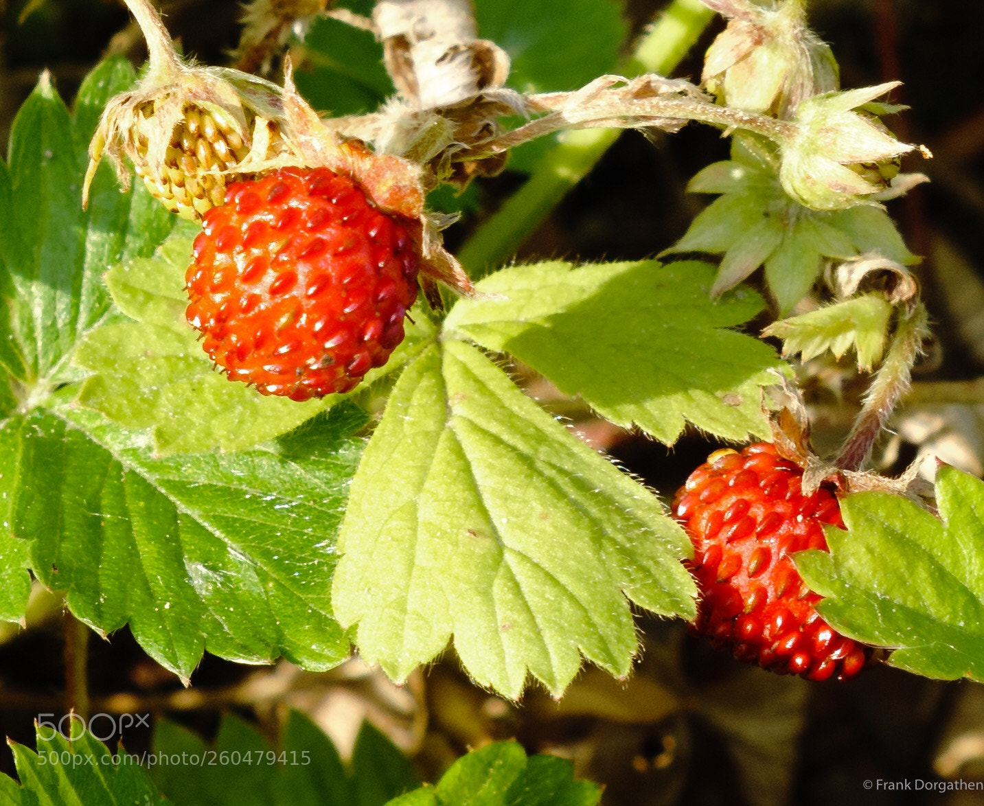 Sony a6000 sample photo. Wild strawberries photography