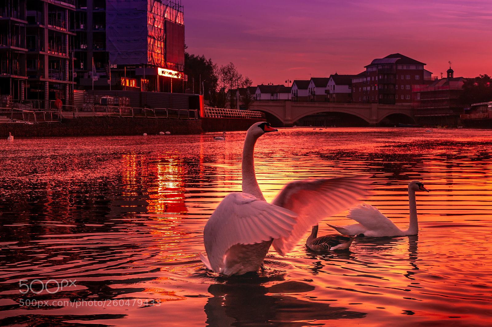 Nikon D300 sample photo. River nene peterborough swans photography