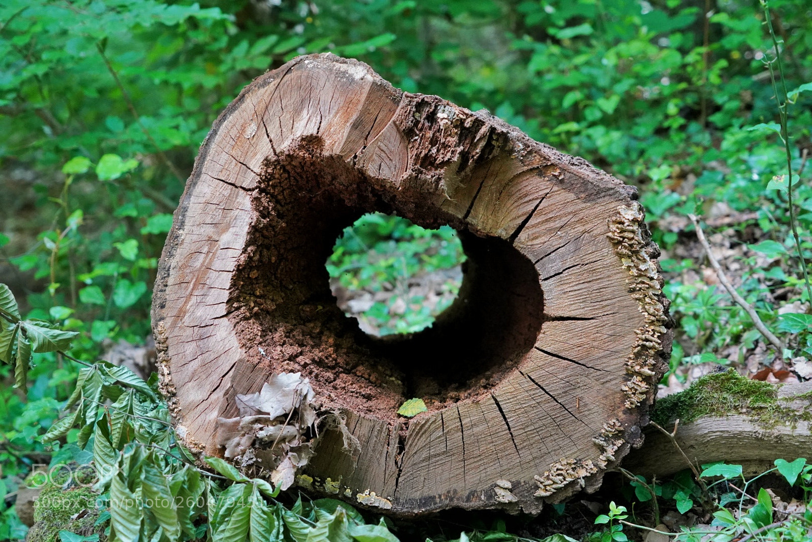 Sony a7 III sample photo. Wood photography