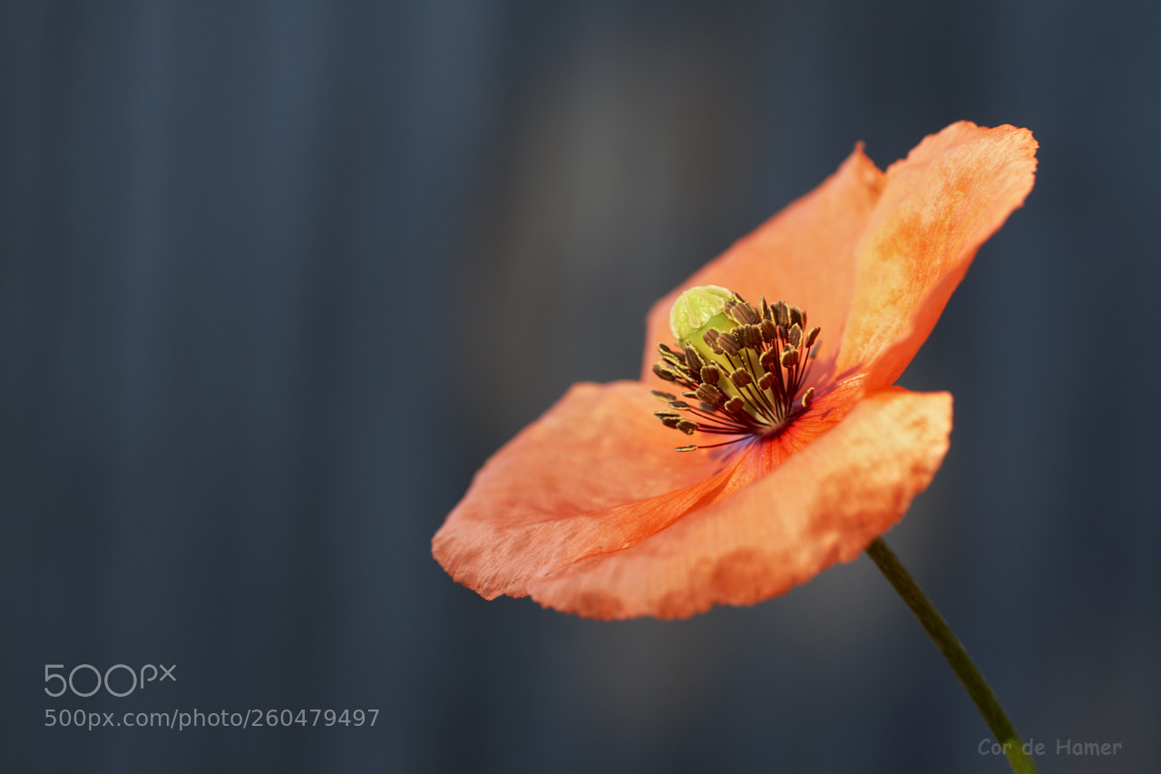 Sony a99 II sample photo. Poppy in full bloom photography