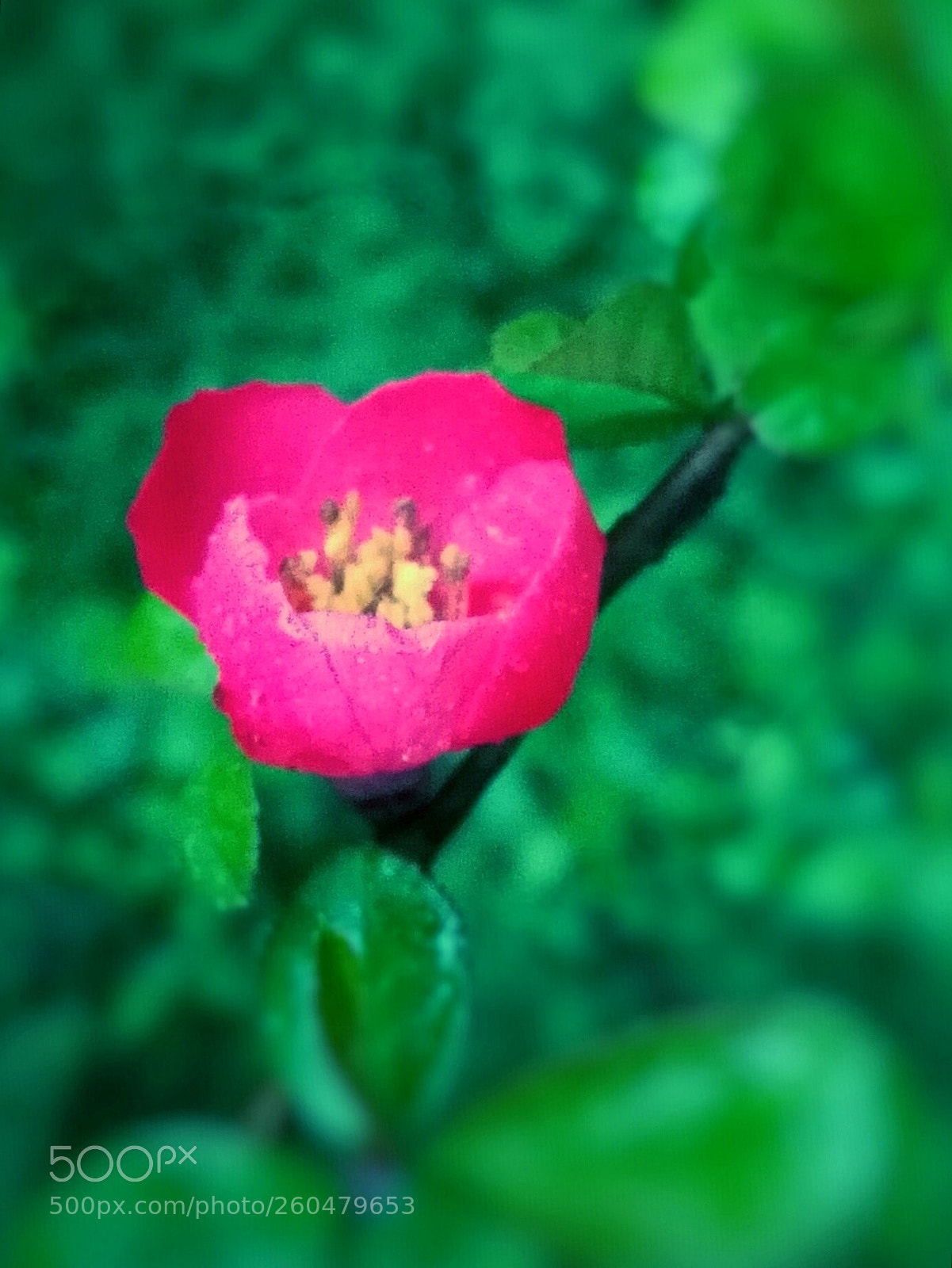 HUAWEI P9 sample photo. 海棠花 photography