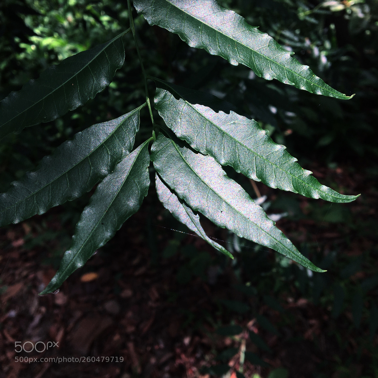 Apple iPhone 6s sample photo. Untitled photography