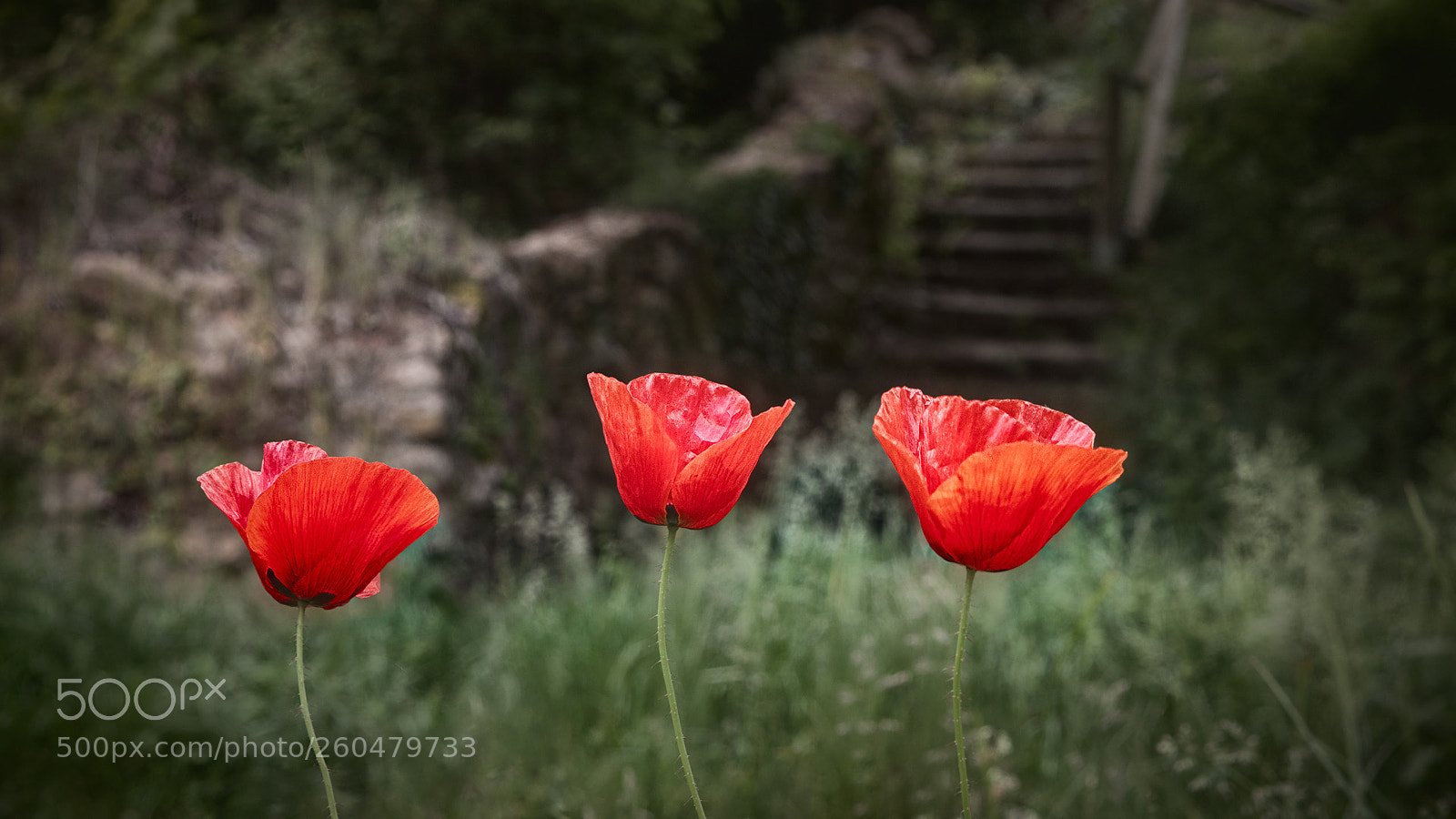 Canon EOS 70D sample photo. Poppies photography