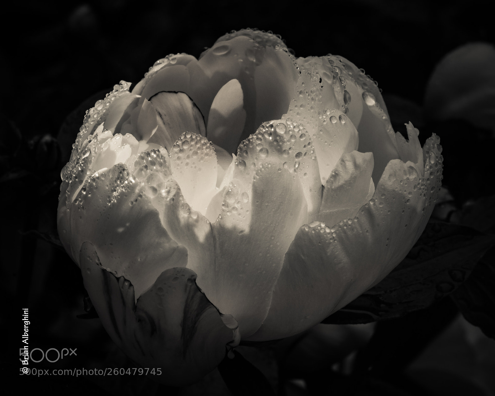 Nikon D7100 sample photo. Peony bw 2018 photography