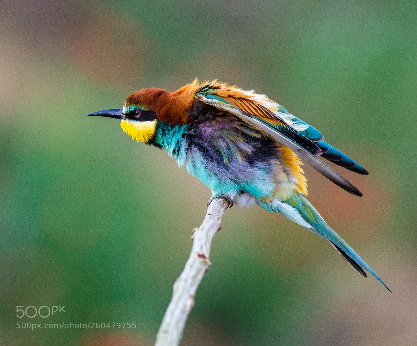 Nikon D7200 sample photo. European bee-eater photography